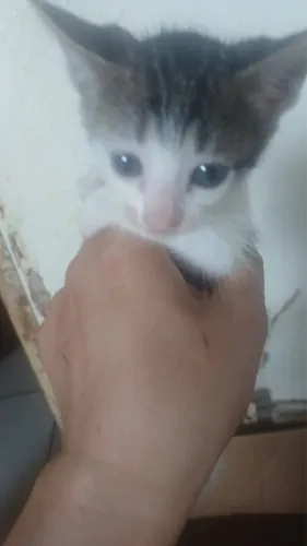 Gatinhos 