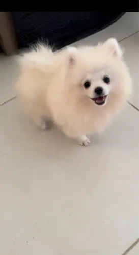 Spitz alemão anão, macho, branco com pedigree .