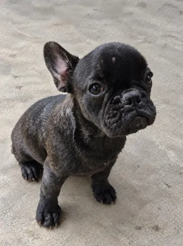 Buldogue