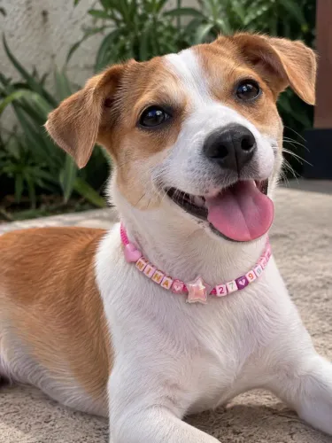 Coleira para Pet personalizada