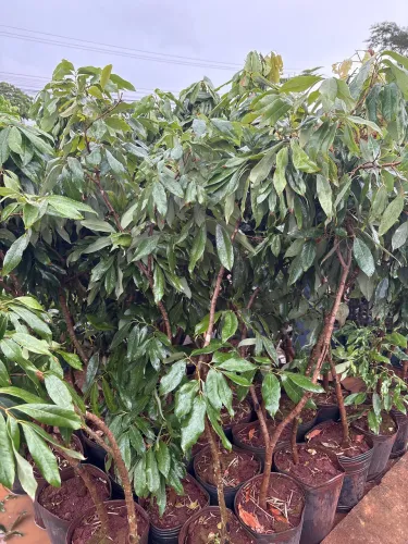 Mudas de lichia 