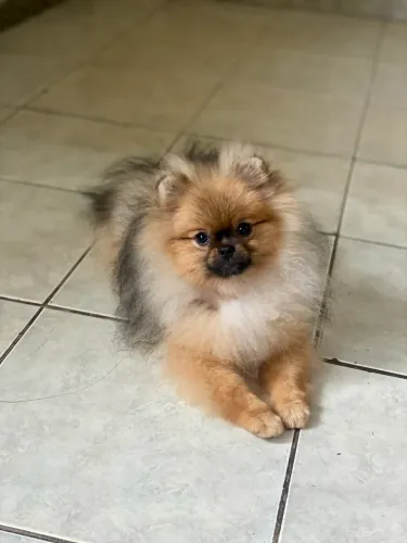 Lulu da Pomerania fêmea