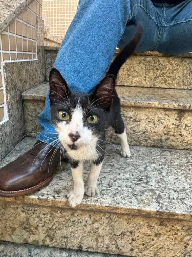 Gato