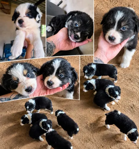 Border Collie