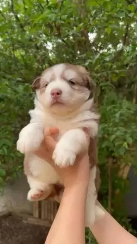 Husky siberiano filhotes