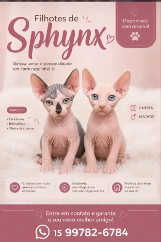 Filhotes de SPHYNX