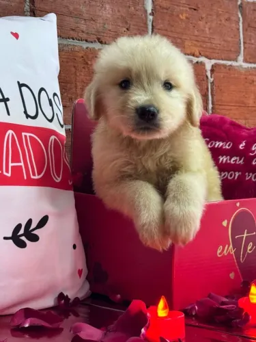 Golden Retriever amigo fofo