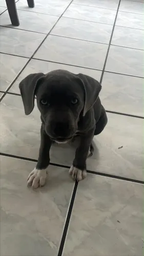VENDO FILHOTE AMERICAN BULLY