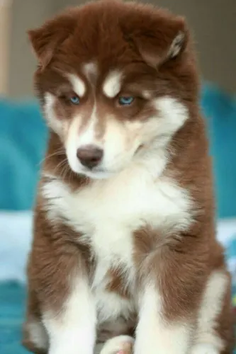 Baby Husky Siberiano com olhos azuis e ótima socialização