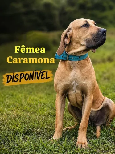 Fêmea fila brasileiro