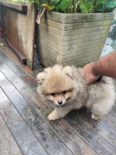 Filhote de Spitz alemão ( Lulu da Pomerânia) Macho