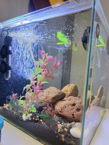 Aquário Montado 15L