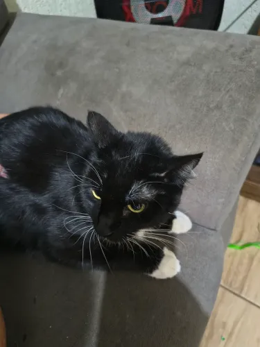 Doação gato