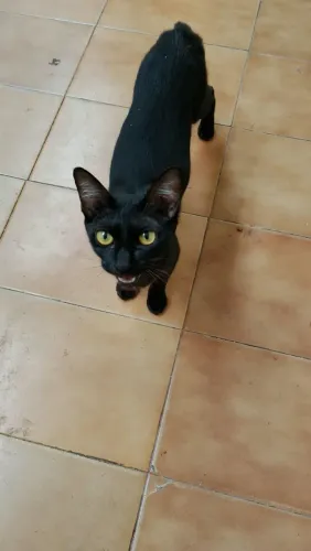 Família de gatinhos para doação