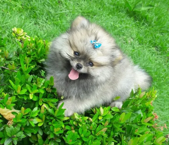 Lindo Filhote de Spitz Alemão