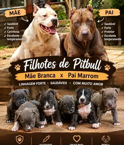 Vende-se Pitbull