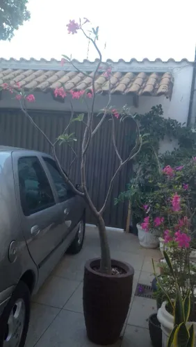 Desapego de vaso de planta rosa do deserto