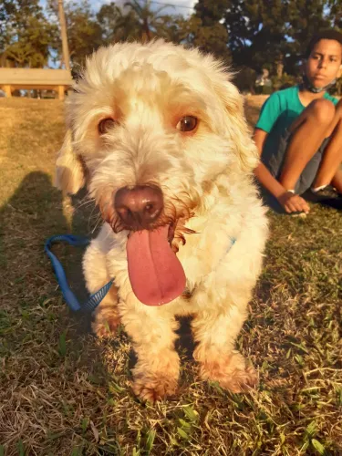 Doação cachorro poodle