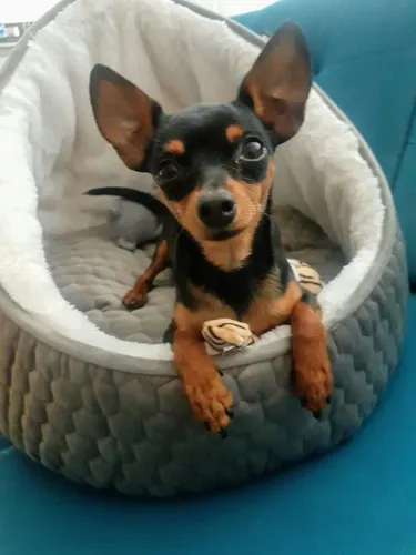 Filhotes De Pinscher - Seu Coração Nunca Mais Será O Mesmo Depois De Um Filhote 