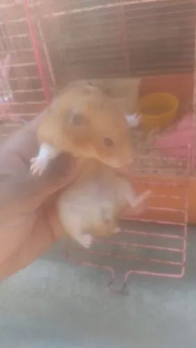 Hamisters pra venda
