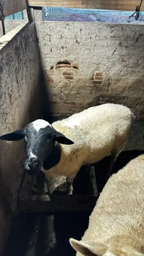 Carneiro Reprodutor Dorper