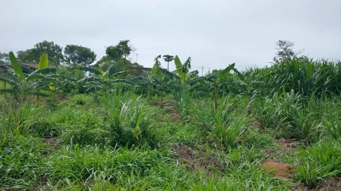 Compro sítio de de 5 a 15 hectares só terreno bruto plano para plantio de milho e pasto