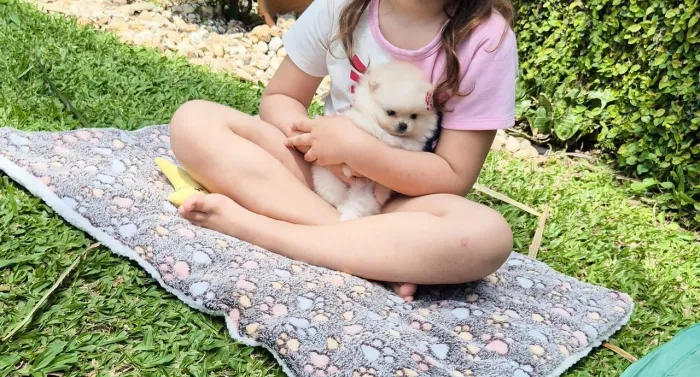 Spitz alemão anão (lulu da pomeranea)