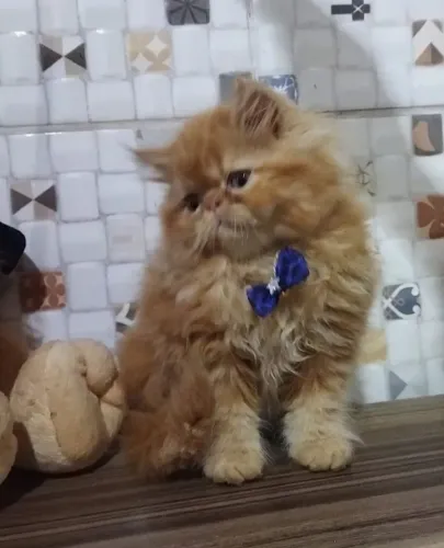Gato persa ótimo padrão vacinados