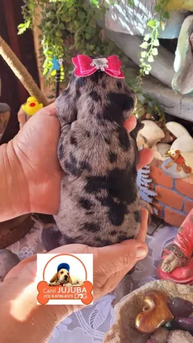 Salsichinhas orelhudinhos lindos