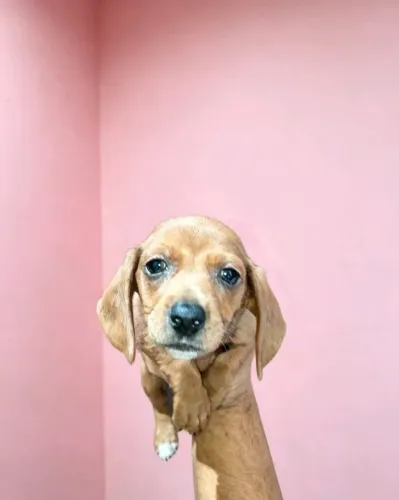 Basset