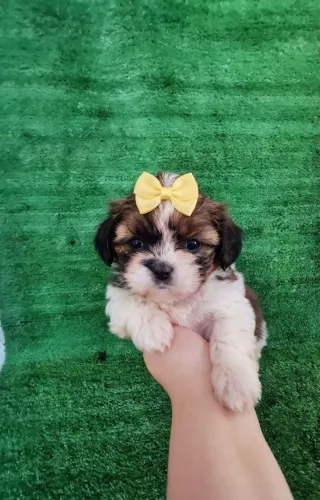 Filhote de Shih Tzu Fêmea