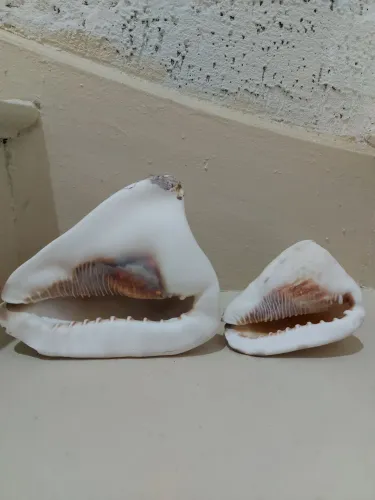 Concha marítima