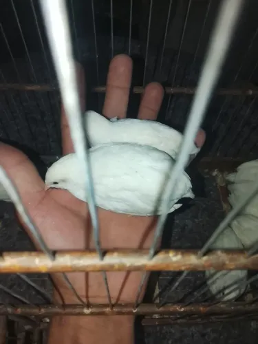 Casal de chinesa branca