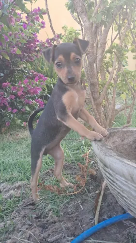 Pinscher fêmea número 1
