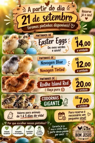 Pintinhos e Oliver eggs, easter eggs, novogen postura colorida