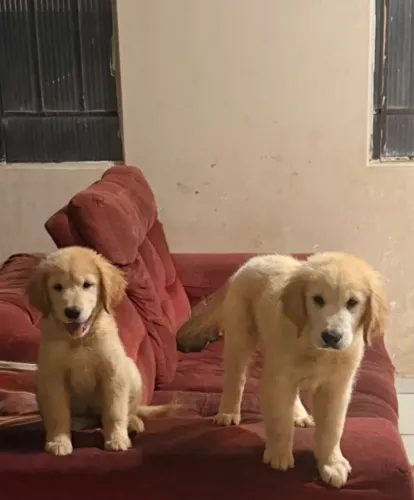 Filhotes de Golden Retriever
