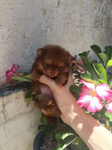 Spitz alemão anão fêmeas 3000