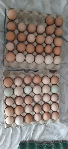 Ovos de galinha