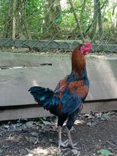 Frango