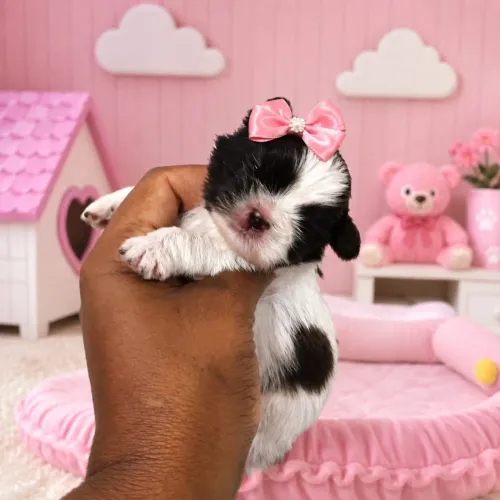 SHIH TZU BRANCA E CHOCOLATE PORTE PEQUENINA 