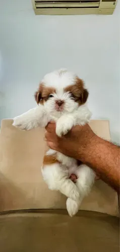 Shih tzu fêmea 