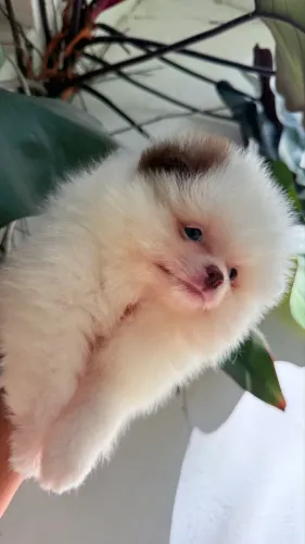 Spitz alemão anão machos 54 dias