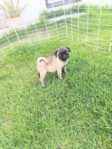 Filhotes Pug promoção de férias