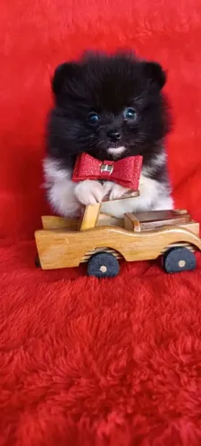 Lulu da Pomerânia 