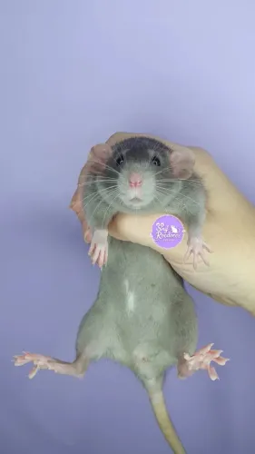 Rato Twister ratinhos 