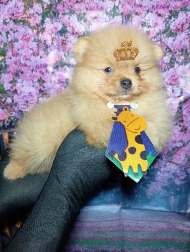 Lulu da Pomerânia Macho 