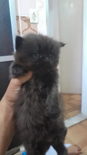 Vendo filhotes de gato Persa