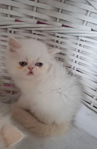 Filhote de gasto persa