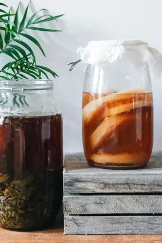Combucha Scoby 