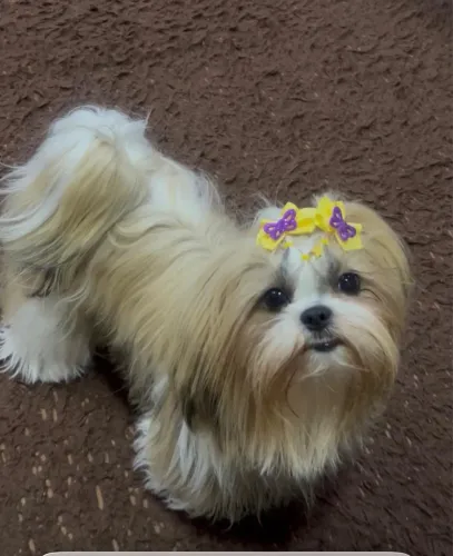 Shih Tzu Fêmea. Procura-se namorado